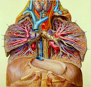 Pernkopf_atlas_lung_cross-section